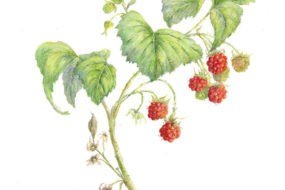 Rubus idaeus, Raspberries