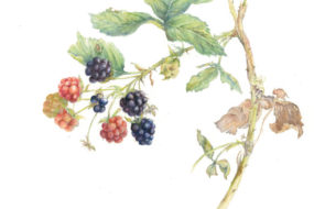 Rubus occidentalis, Blackberries
