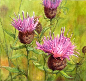 Centaurea nigra: Black Knapweed