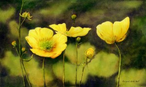 Ranunculus acris: Battle Harbour Buttercups