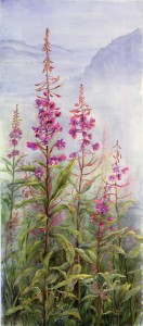 Epilobium angustifolium: Fireweed