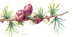 Summer Colours, Larch