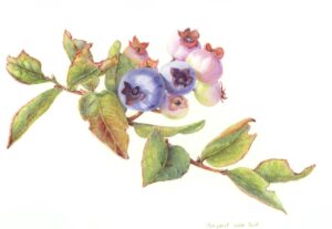 All the Kids on the Barrens: vaccinium angustifolium