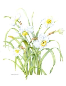 Nacissus ‘Soft Focus’